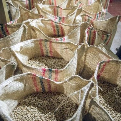 Le café Palermo en grains après récolte, triage et séchage