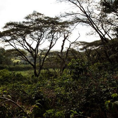 Caféiers dans le district de Gomma, Jimma en Ethiopie