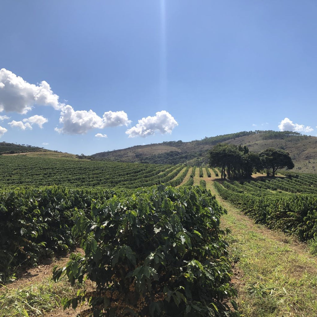 Caixa da Fruta
