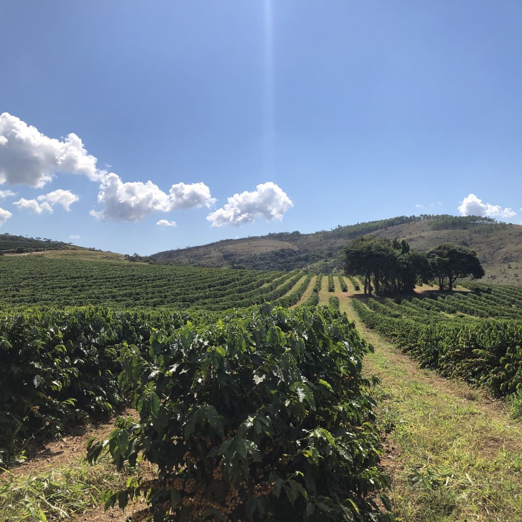 Caixa da Fruta