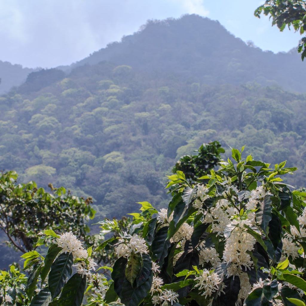 Les caféiers de Pampojila