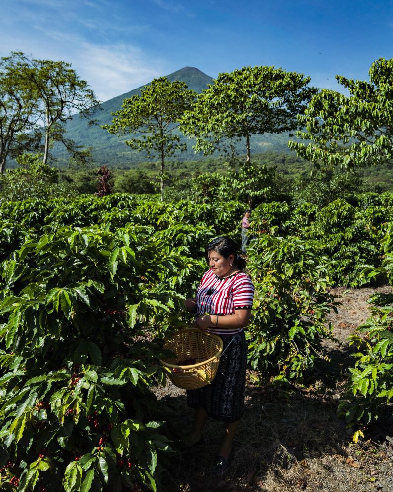 La récolte à la ferme de Pampojila