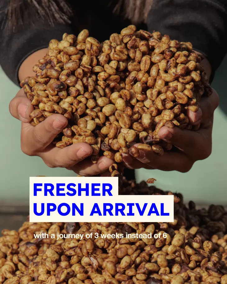 Grains de café arrivés en France par voilier pour torréfaction