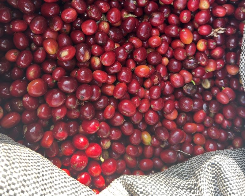 Coffee cherries harvested in Cusco; the source of an excellent specialty coffee