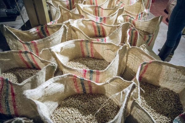 Le café Palermo en grains après récolte, triage et séchage