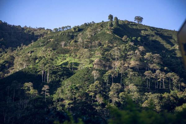 Caféiers à la finca en Colombie qui produit le Palermo
