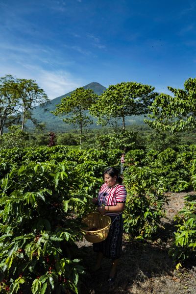 Recolte des grains de café dans la ferme de Pampojila