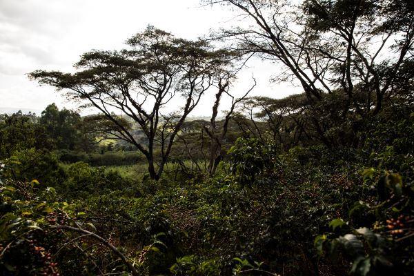 La région de Jimma, Ethiopie